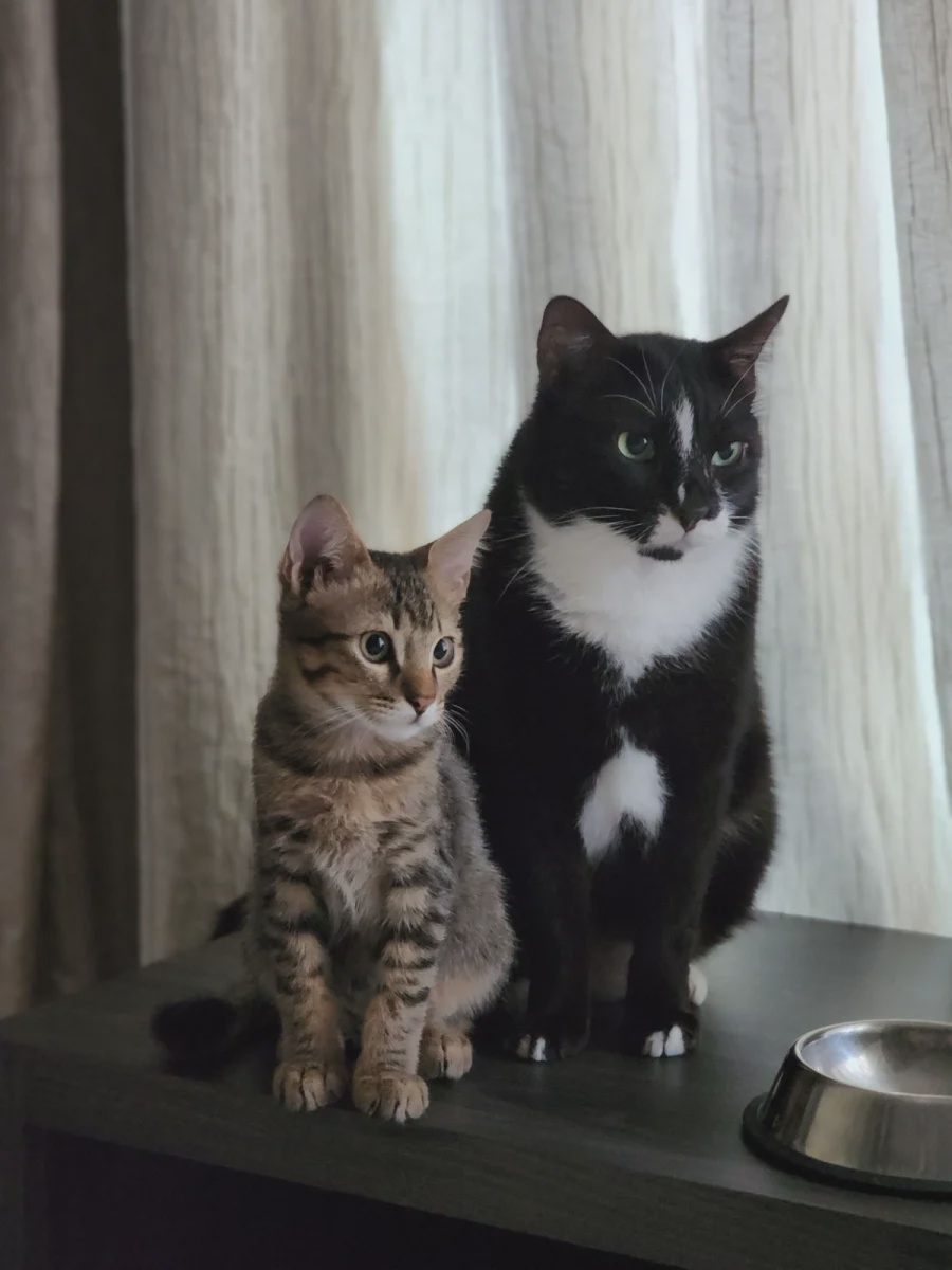 Kiwi Pollo (left) and Oreo Pollo are photogenic companions with a shared love for canned chicken. – PICCOURTESYOFTANJEANNESAN