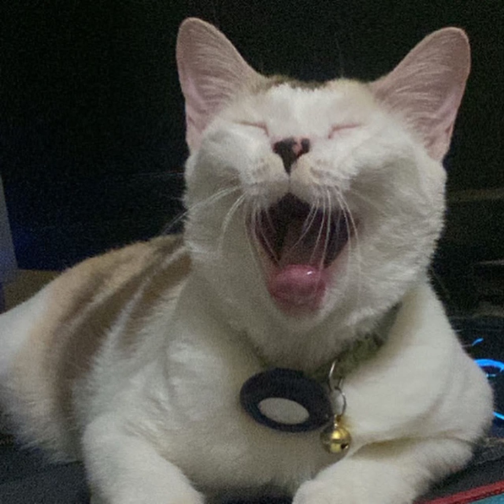 Three-year-old Mizz Rizzki Hadid is a well-mannered ‘luxury princess’ who enjoys wet food, cat treats and bottled water, but may bite anyone who disrespects her. – PICCOURTESYOFNUR DALILAH HASNAN