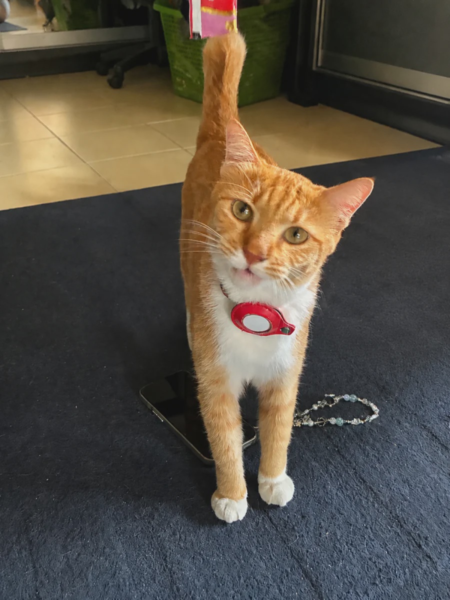 One-year-old Chic fil a is an adventurous cat who enjoys exploring the neighbourhood and eating wet food formulated for healthy hair and skin. – PICCOURTESYOFARIEZRASHAADAZIZULLAILI