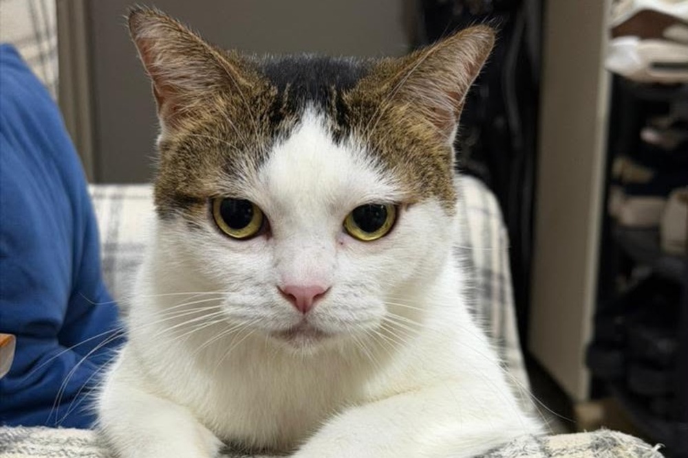 Six-year-old Jimin is a nonchalant cat who enjoys wet food. – PICCOURTESYOFSITIAMIRAHJAWAHIR
