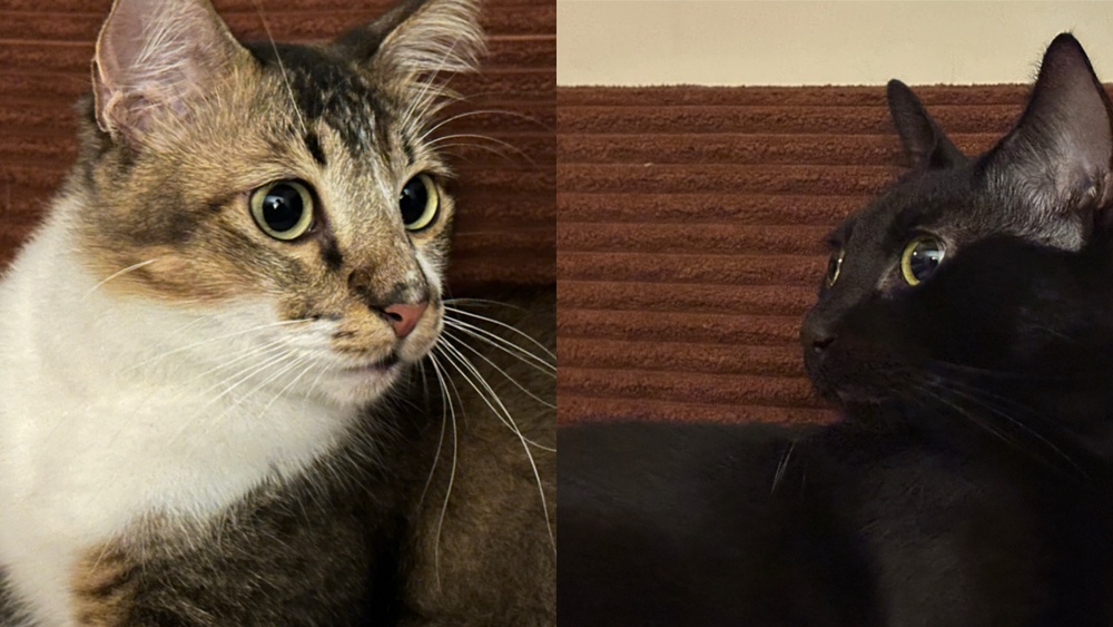 Kobe (left) and Konan have different tastes, with Konan loving chicken and Kobe preferring salmon. – PICCOURTESYOFALYSSAGABRIELLELO
