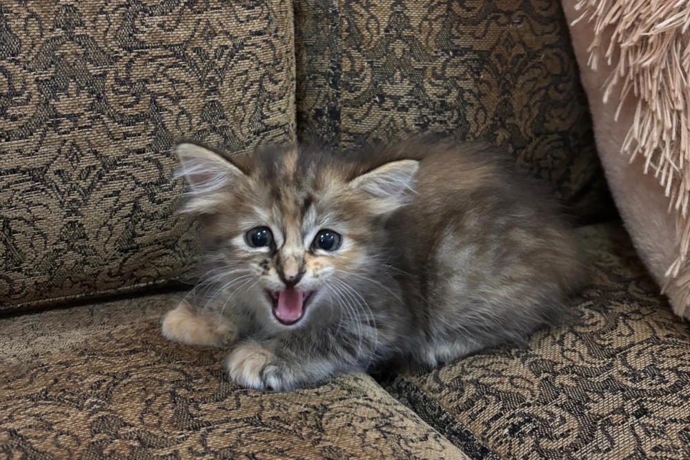 Dora, an adventurous cat found in a drain, enjoys all kinds of wet food. – PIC COURTESY OF NURUL NADIA ZAIDON