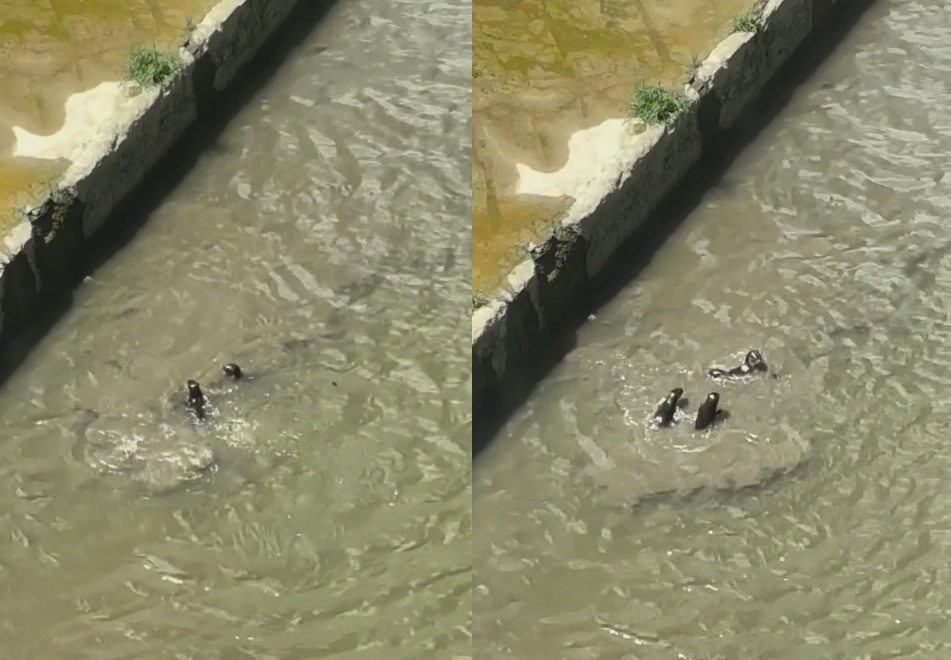 'Glad to see them back again!' - Otters spotted in Sungai Klang near Mid Valley, delights Malaysians