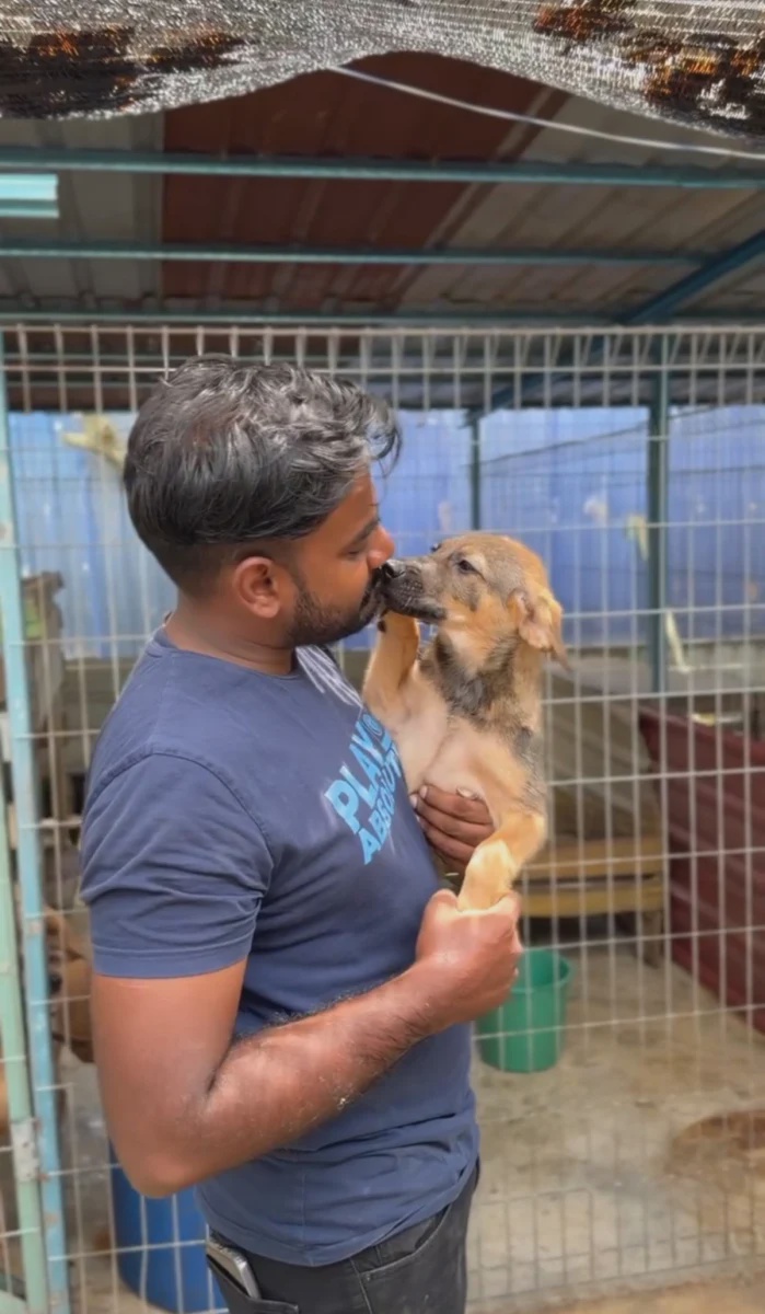 Malaysia’s stray dogs need adoption, patience and compassion