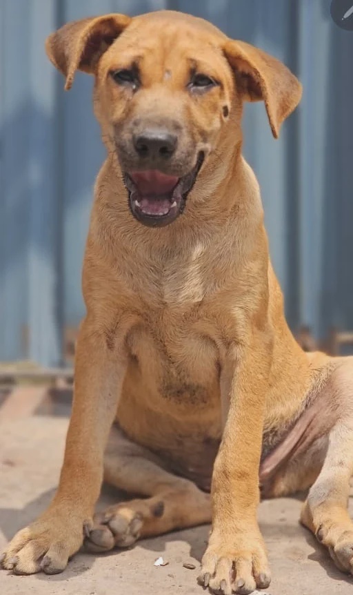 Malaysia’s stray dogs need adoption, patience and compassion