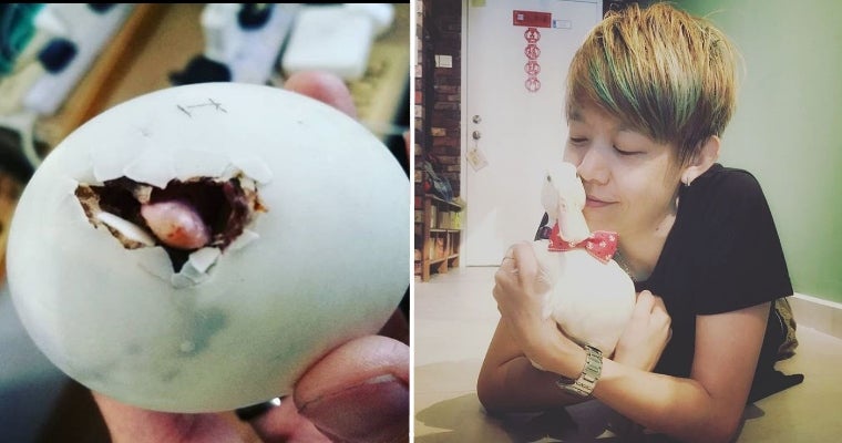 M'Sian Decides To Hatch Egg From Restaurant, Now Owns Cute Pet Duck - World Of Buzz