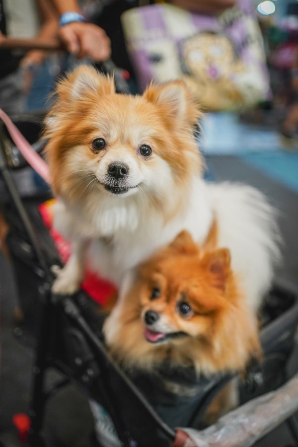 PetExpo26 Adopt DSC04901