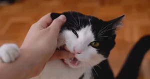 KUCING GIGIT 1792369520