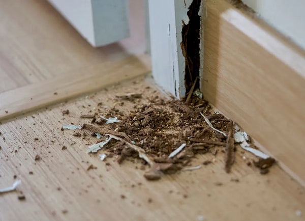 Kitchen Cabinets, Termite Damage