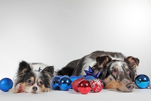 Two dogs laying with red and blue balls