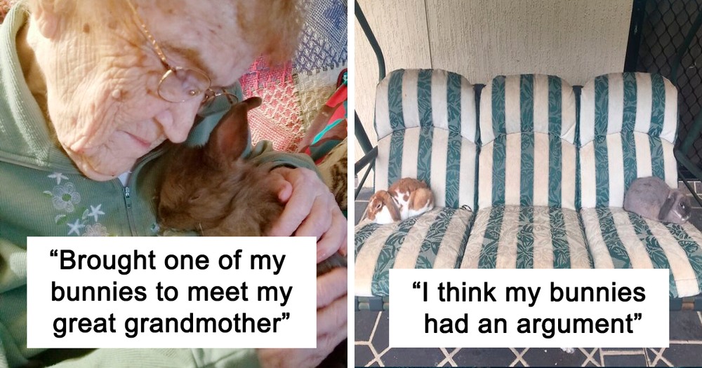 50 Bunnies Whose Cuteness Can T Be Challenged