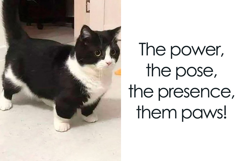 50 funny and awkward animal posts that might make your day