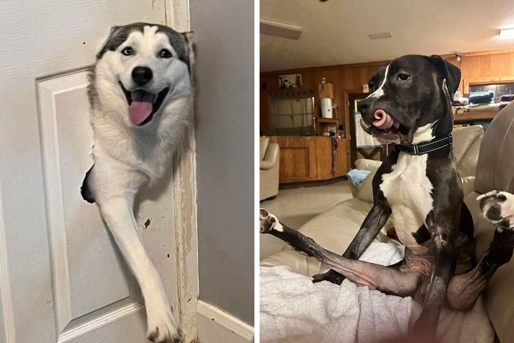 “What’s Wrong With Your Dog?” 70 Funny Pics Of Dogs Being Goofy And