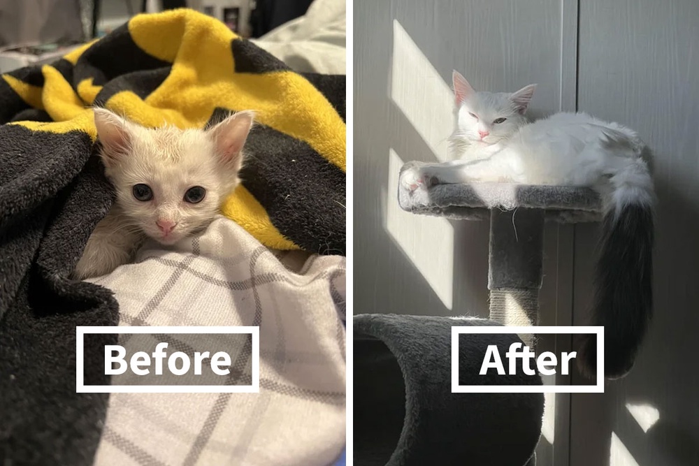 46 Before And After Pics Of Rescue Cats That Have Flourished Since