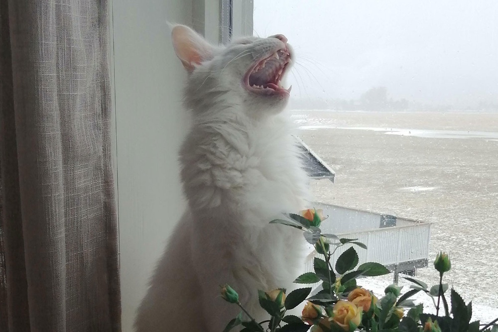 103 Pics Of Cats Radiating Epic Meow Energy, As Shared In The ‘Cats Who