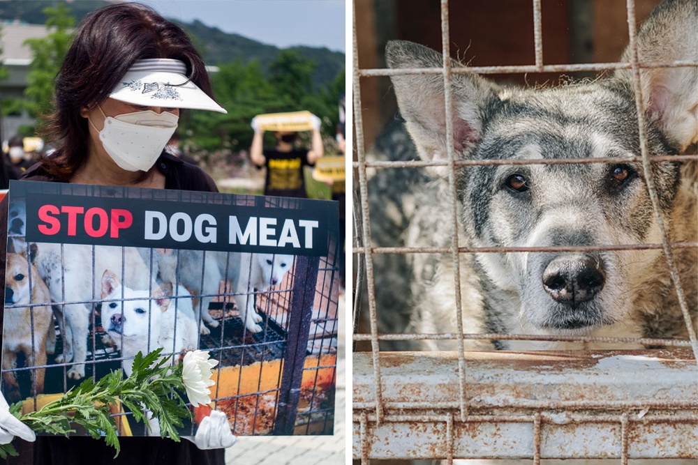 “We Have No Choice”: Dog Meat Restaurant Owners Oppose South Korean Ban ...