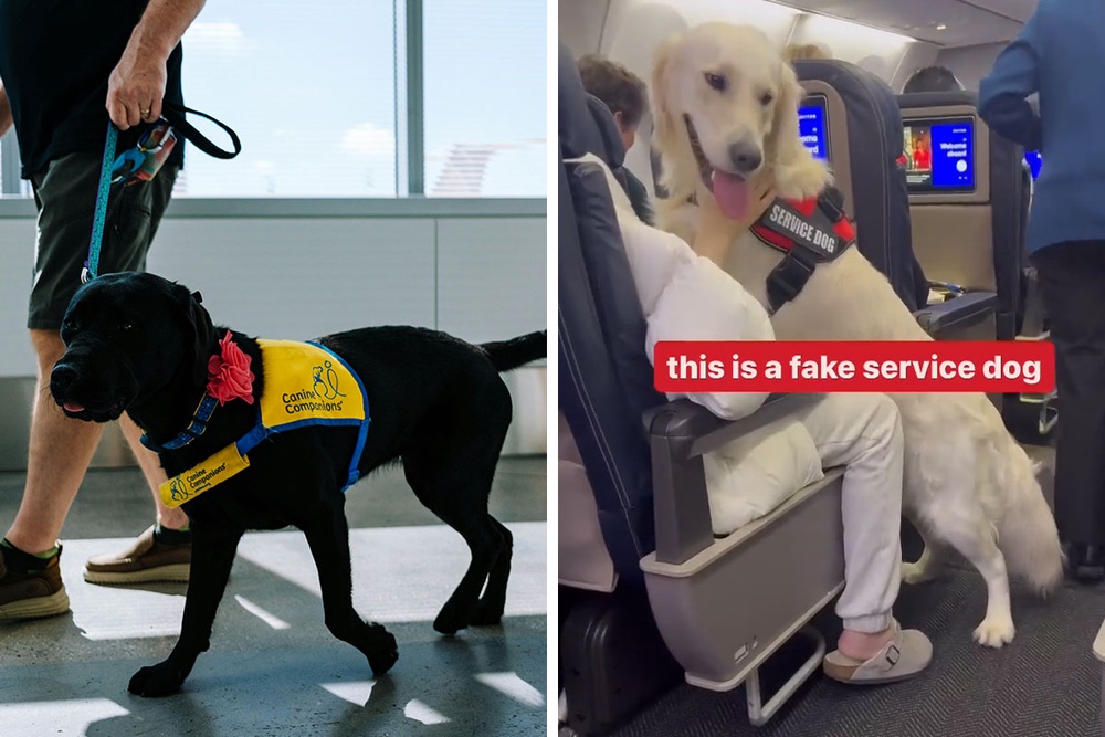 “Total BS”: Passengers Tired Of “Fake Service Dogs” Causing Trouble On ...