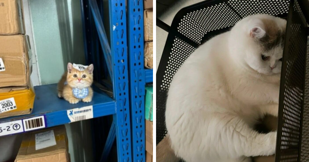 77 Times Animals Charmed Us With Being In Very Weird Places