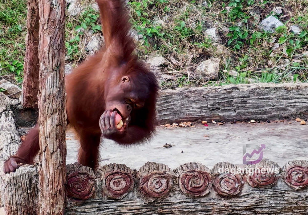 Orang utan dilepaskan bebas di Pulau Orang Utan Bukit Merah. Gambar: Naim Aziz / DagangNews