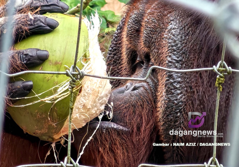 HIROSHI salah satu orang utan yang terdapat di Pulau Orang Utan Bukit Merah. Gambar: Naim Aziz / DagangNews