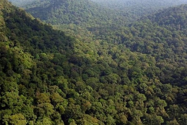 Report on loss of forests inaccurate: D-G