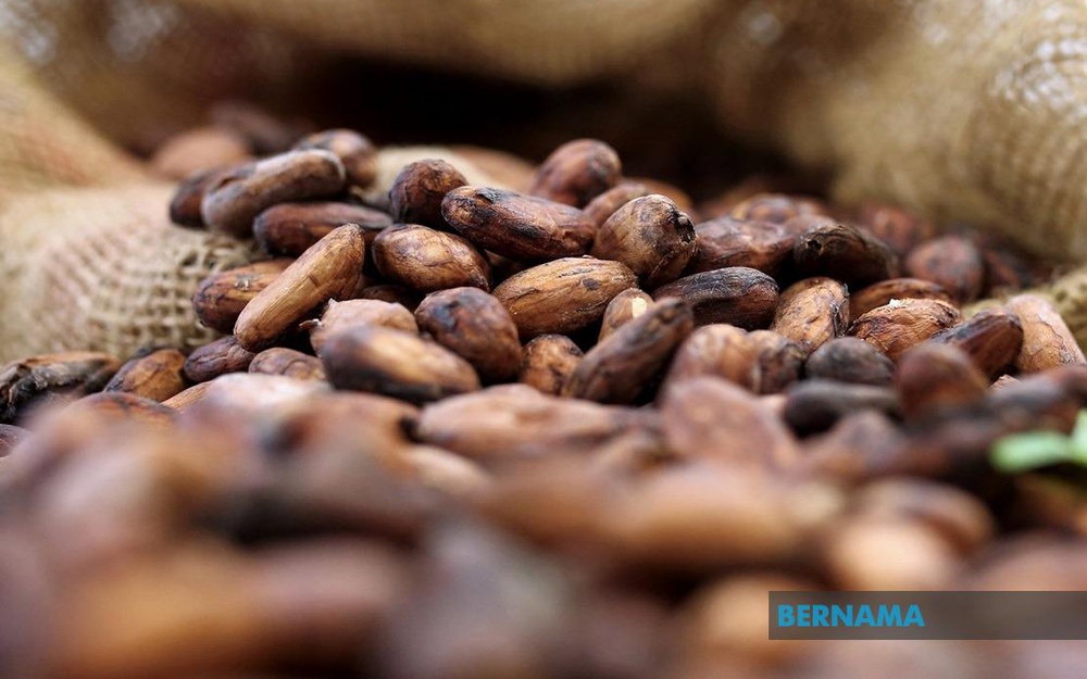 Sabah main cocoa producer in Malaysia