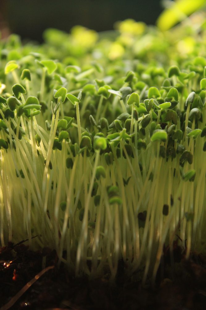 5. Alfalfa Sprouts Were Recalled for E. Coli and Salmonella Risks