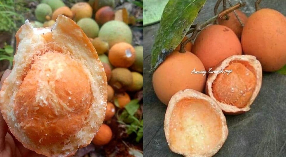 Kenali Buah Kubal, Buah Hutan Yang Boleh Dimakan Hanya Terdapat Di Borneo
