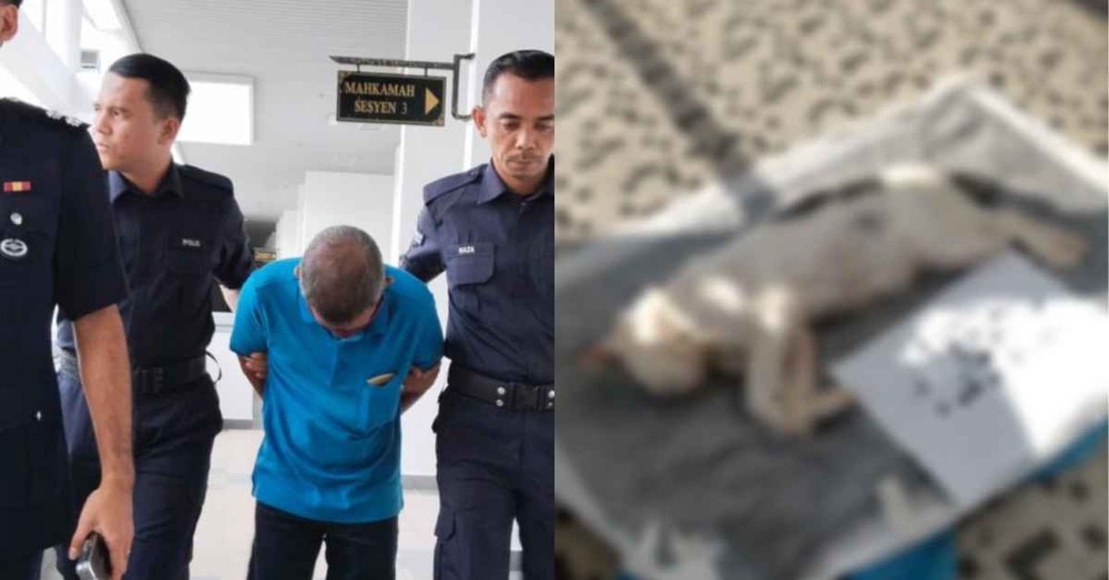 Gara-Gara Tembak Kucing Jiran Hingga Mati, Warga Emas Didenda RM20K