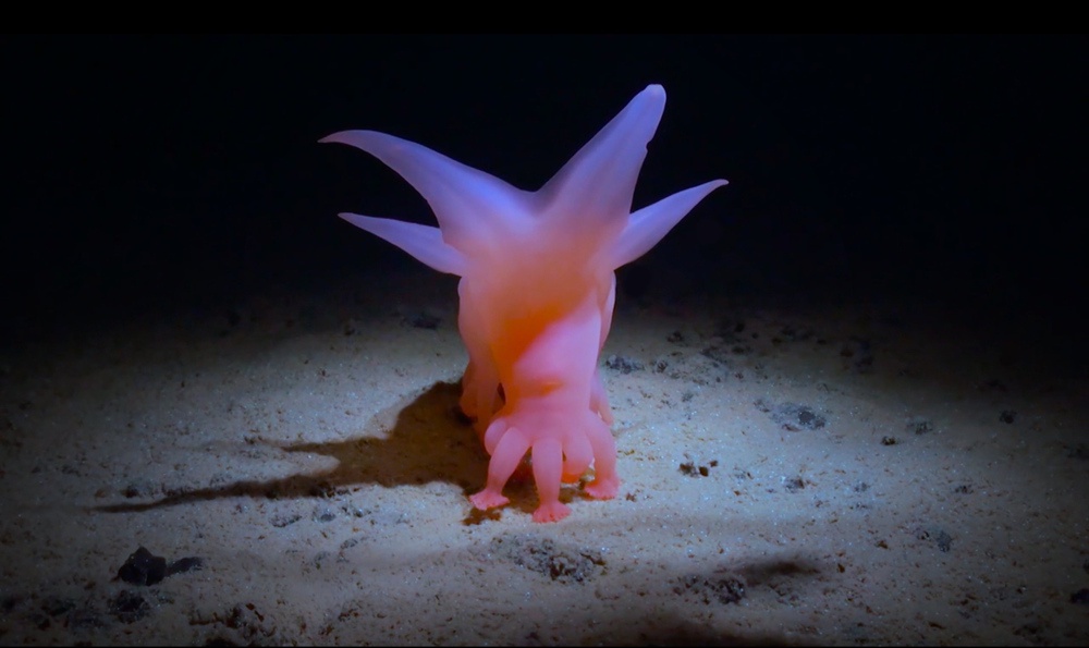 Image from: Sustainable Futures Film Festival Explores Climate Adaptation Through Cinema