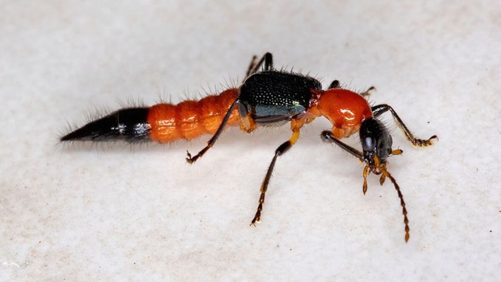 Sakit Kalau Kena! Cuba 15 Cara Hilangkan Semut Charlie Ini