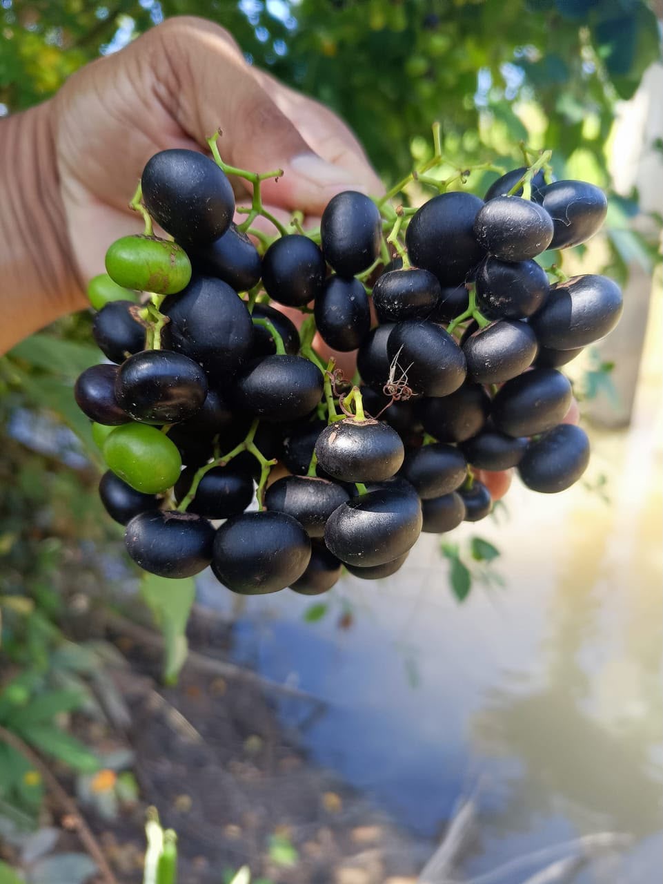 Image from: ‘Anggur Malaysia’ pikat kaloi  Sungai Kedah
