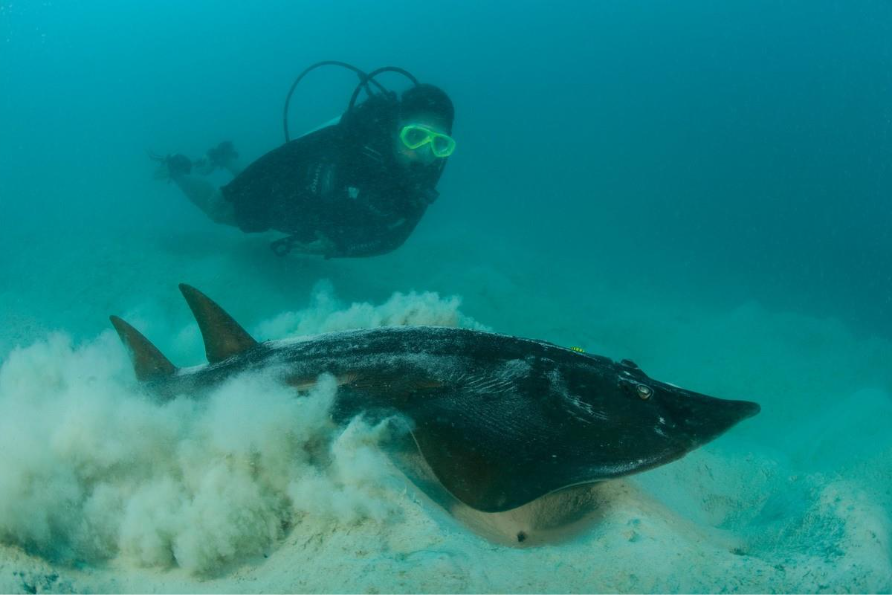 Image from: Penggunaan teknologi dalam kajian yu, pari di dasar laut Sabah
