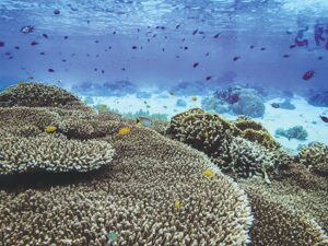 Image from: Malaysia terajui usaha seragam perlindungan marin
