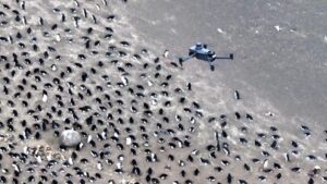 Image from: Bumi semakin panas, populasi penguin susut
