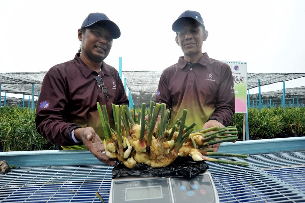 Image from: Projek JanaVeteran tuai hasil pertama Halia KayTi