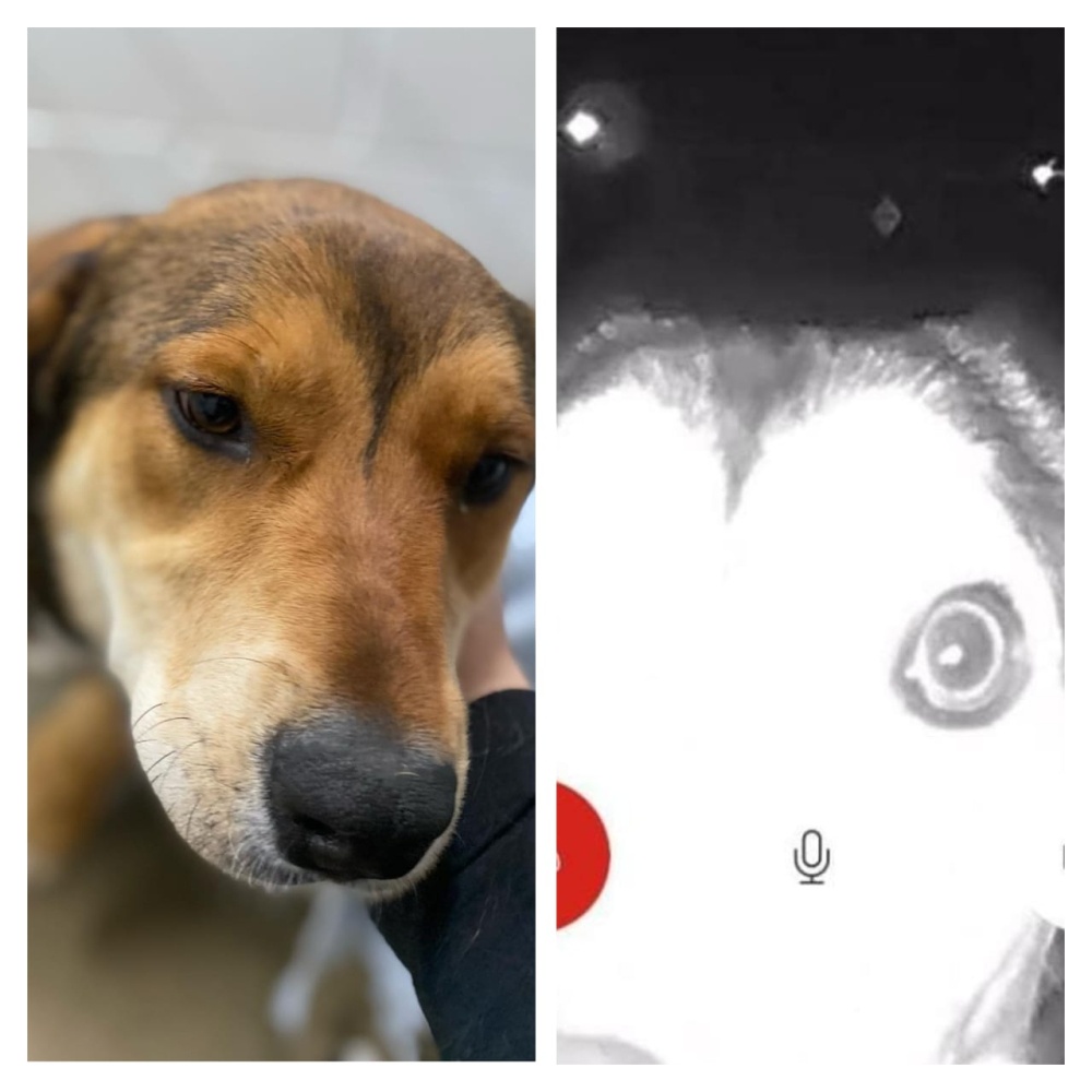 US rescue dog runs away from adopter's home, makes way back to shelter