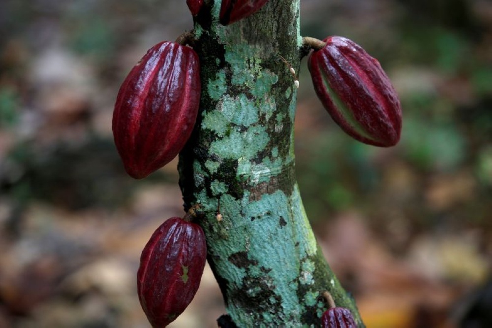 Malaysian Cocoa Board to open 200 hectares of land for cultivation this