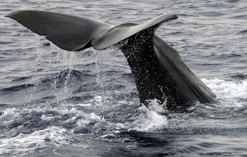 Dominica to create world’s first sperm whale reserve