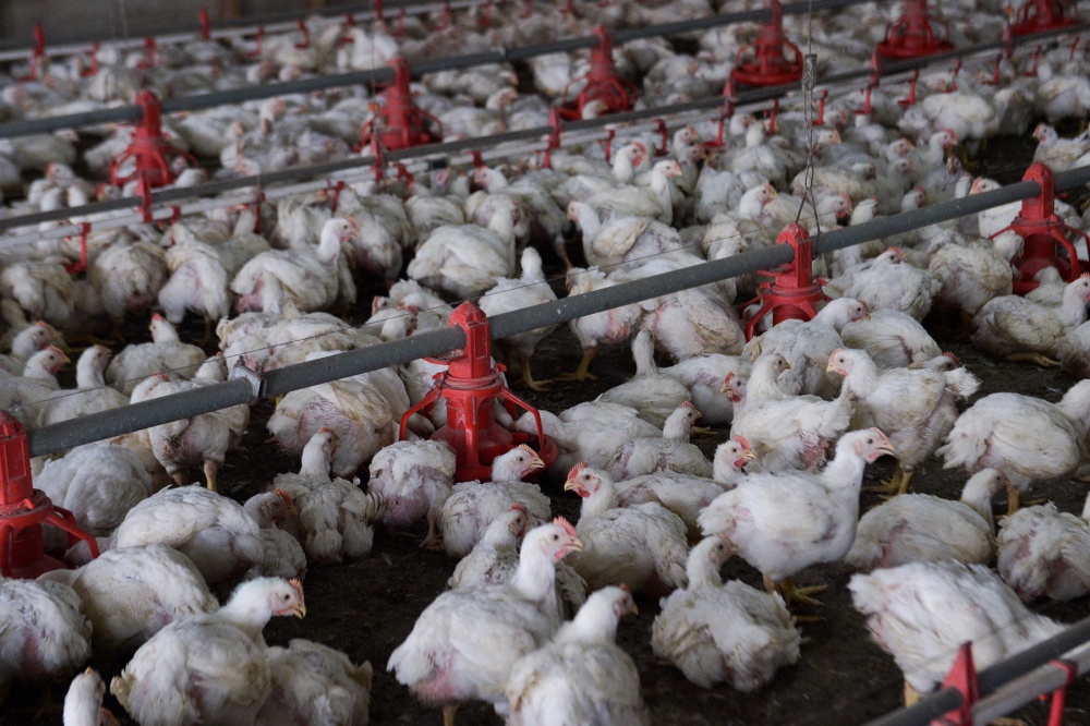 MyCC RM415.5m penalty on poultry feed cartel over price fixing