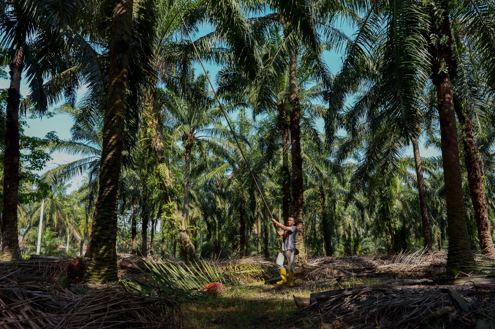 In Sarawak, Dayak oil palm planters say willing to pay for NCR land ...