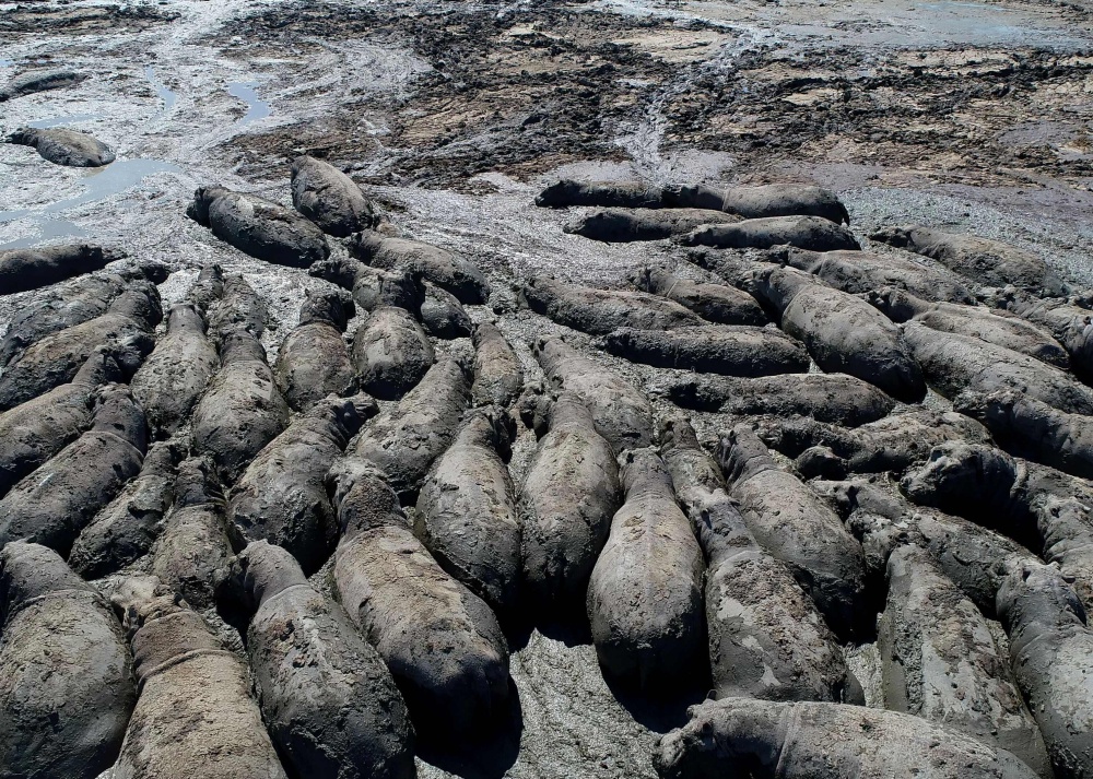 Herds of endangered hippos trapped in mud in drought-hit Botswana