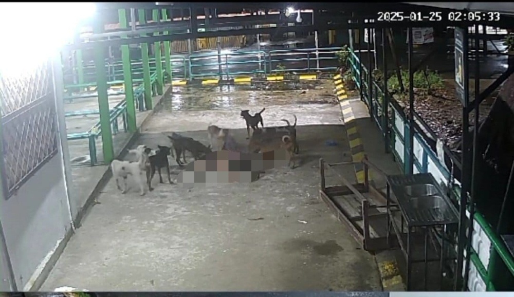 Killer canines: Elderly woman dies in Sabah after attack by more than ...