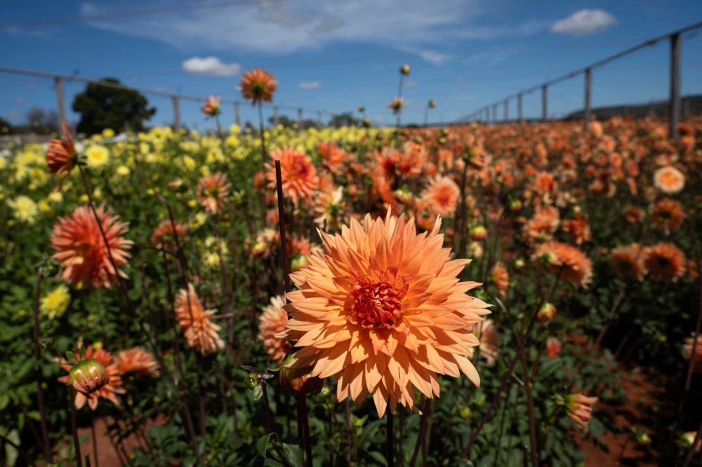 South Africans push back against mining rush in West Coast biodiversity ...