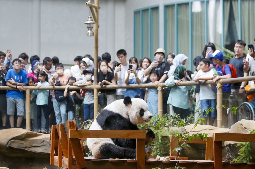 A general view of visitors at the enclosure of giant panda Fu Wa at the Giant Panda Convention Centre (GPCC) in Zoo Negara August 29, 2023. — Picture by Hari Anggara