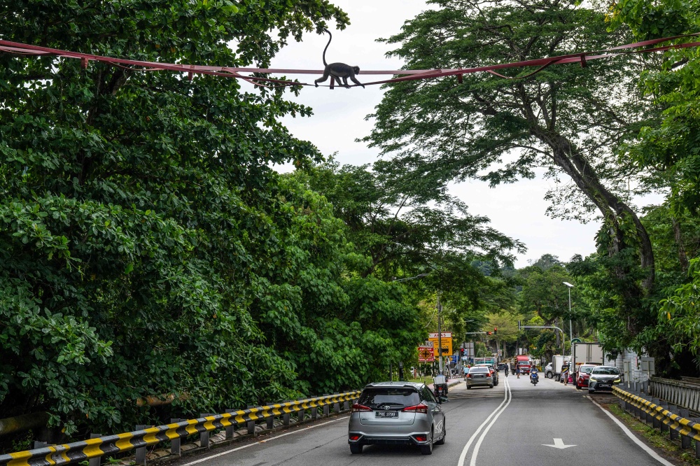 A dusky langur crosses an artificial canopy bridge called ‘Numi’s Crossing’ as part of the Langur Project Penang (LPP) across Lembah Permai Road in the Tanjung Bungah area of George Town April 9, 2026. — AFP pic