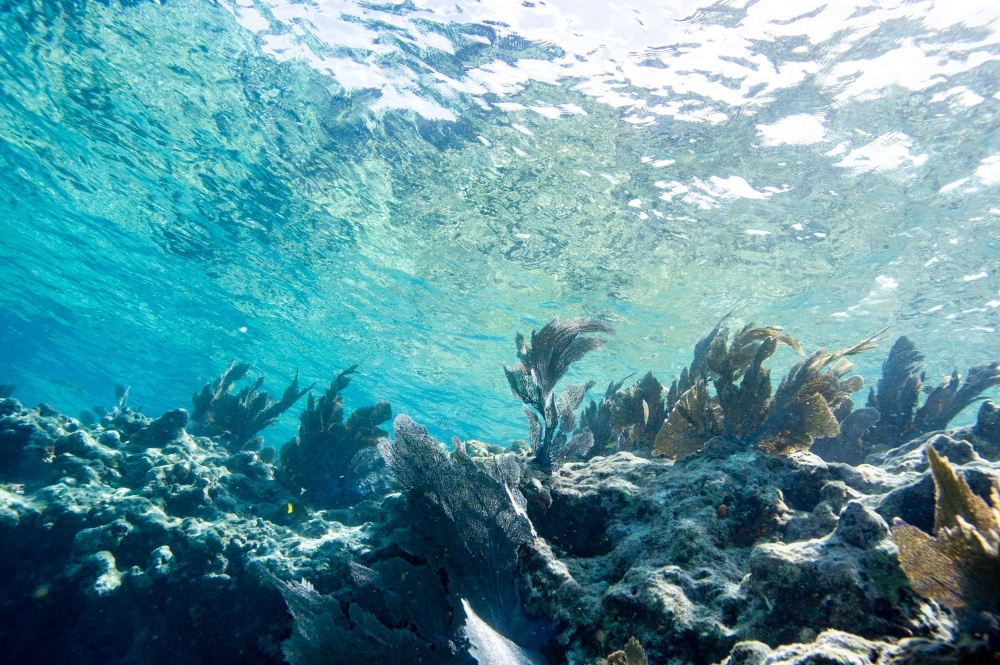 Shallow waters off south Florida topped 100 degrees Fahrenheit (37.8C) for several hours on July 24, 2023. — AFP pic