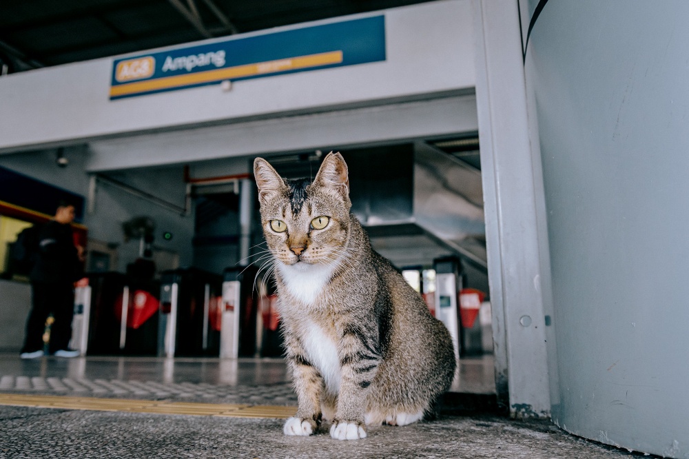 Kenit is seen near the main stairwell entrance at LRT Ampang station, where she waits for pets from passengers arriving at and departing from the station. — Picture by Firdaus Latif