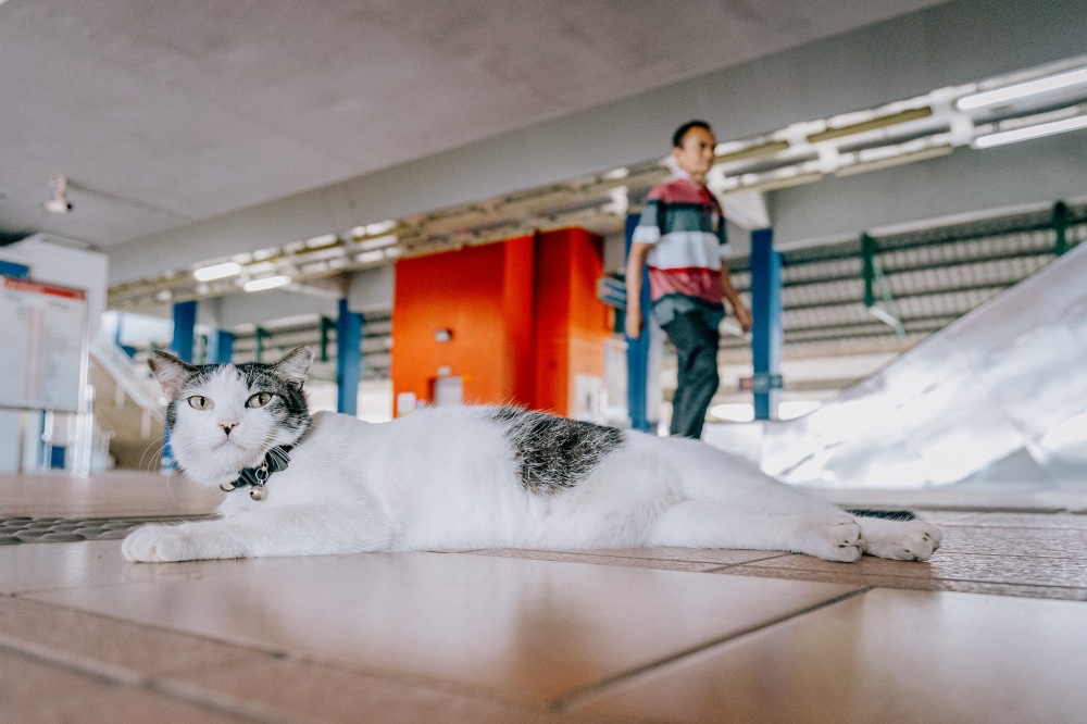 Lembu is seen lazing around LRT Datuk Keramat station. — Picture by Firdaus Latif