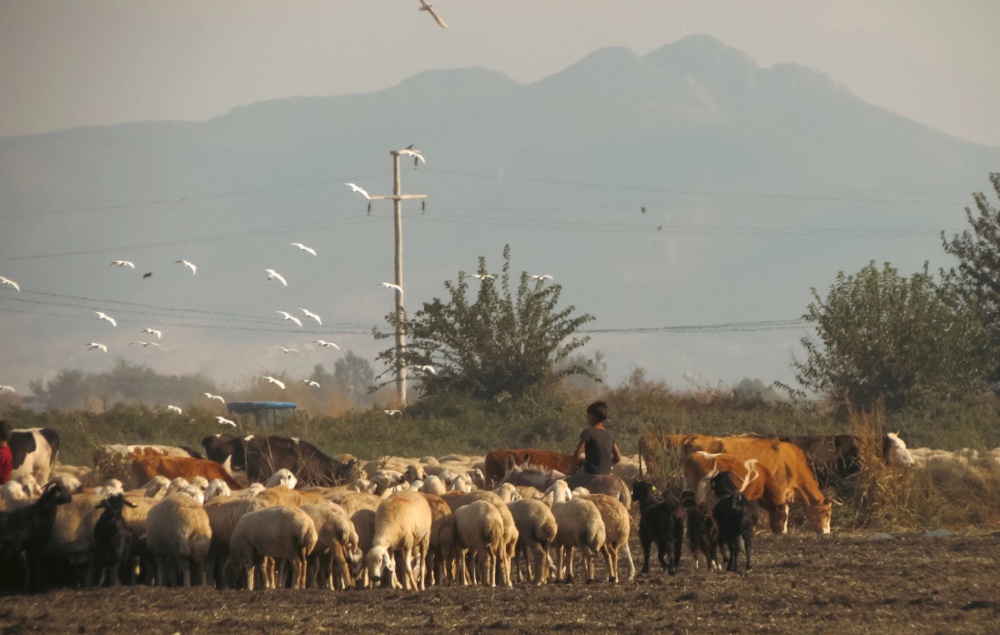According to the author, the true meaning of sacrifice, after all, is not measured by how many animals are slaughtered or how visibly the ritual is performed. — Pexels.com pic 